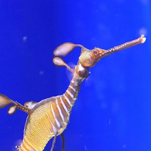 Weedy Seadragon (Phyllopteryx taeniolatus)