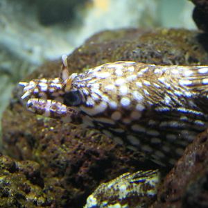 Dragon Moray (Enchelycore pardalis)