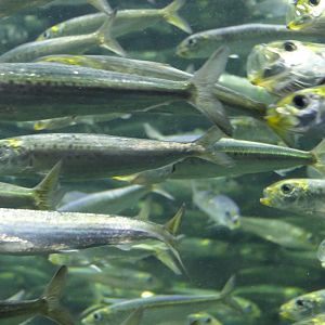 Pacific Sardine (Sardinops sagax)