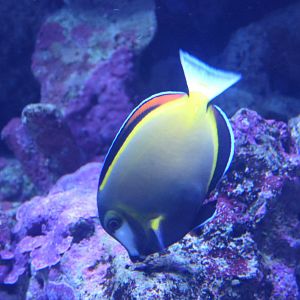 Japan Surgeonfish (Acanthurus japonicus)