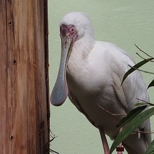 African Spoonbill
