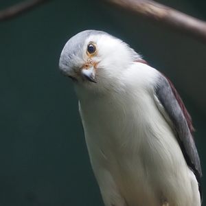Pygmy Falcon