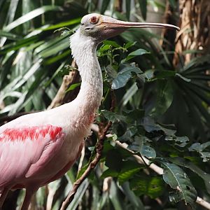 Roseate Spoonbill