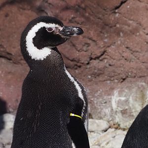 Magellanic Penguin