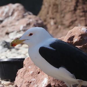 Great Black-Backed Gull
