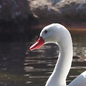 Coscoroba Swan
