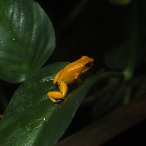 Golden Poison Frog