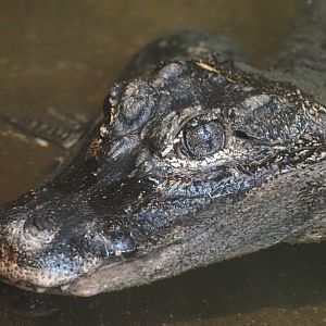 Chinese Alligator 1