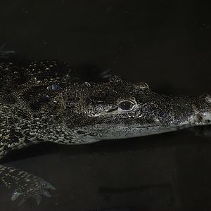 Cuban Crocodile