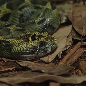 Ethiopian Mountain Viper