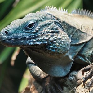 Blue Iguana