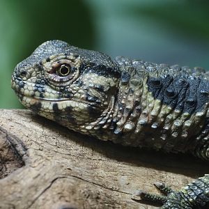 Chinese Crocodile Lizard