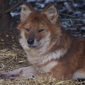 Dhole 1