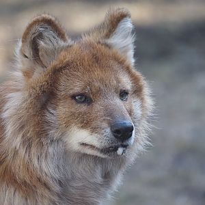 Dhole 2