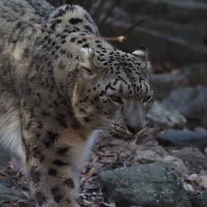 Snow Leopard 1