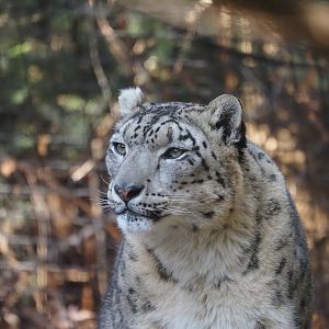 Snow Leopard 2