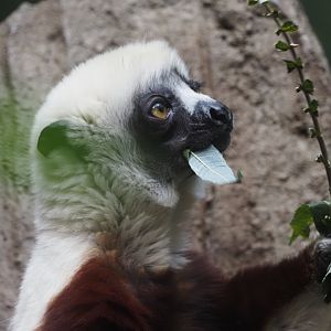 Coquerel's Sifaka 1