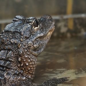 Chinese Alligator 2