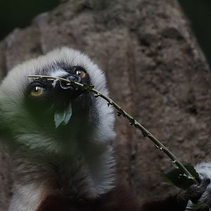 Coquerel's Sifaka 2