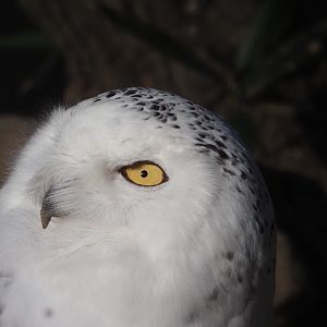 Snowy Owl