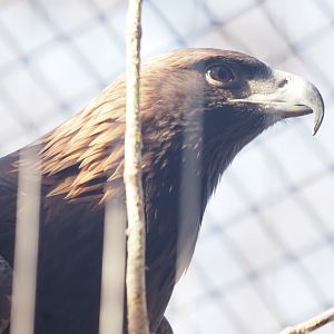 Golden Eagle