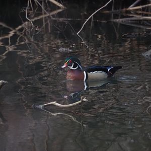 Wood Duck (Wild)