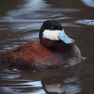Ruddy Duck