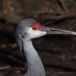 Sandhill Crane