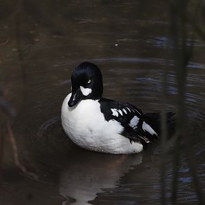 Barrow's Goldeneye