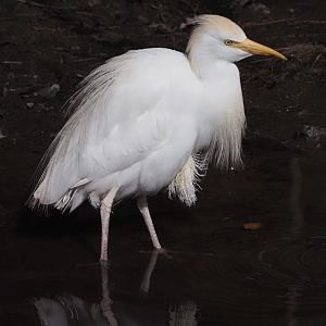 Cattle Egret