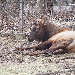 Roosevelt Elk