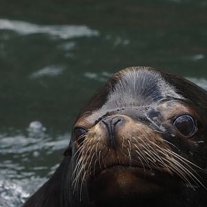 California Sea Lion 1