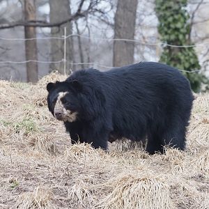 Spectacled Bear 1