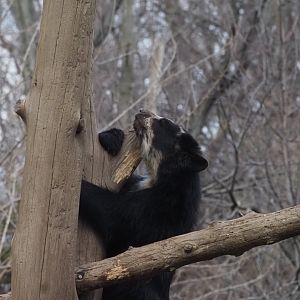 Spectacled Bear 2