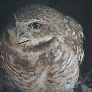 Burrowing Owl