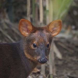 Southern Pudu 1