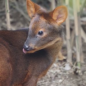 Southern Pudu 2