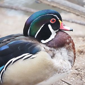 Wood Duck