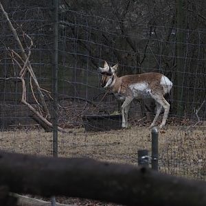 Pronghorn