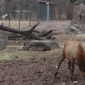Roosevelt Elk and Pronghorn