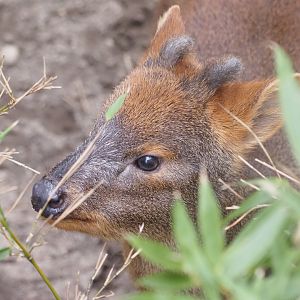 Southern Pudu 3