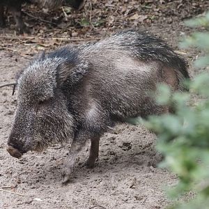 Chacoan Peccary
