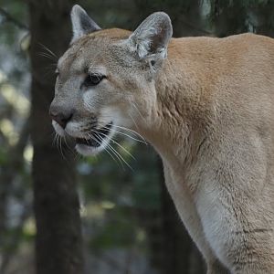 North American Cougar