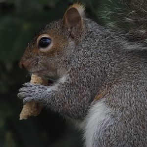 Gray Squirrel (Wild)