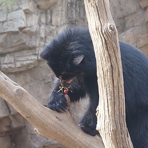 Spectacled Bear 4