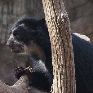 Spectacled Bear 5