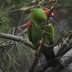 Thick-Billed Parrot