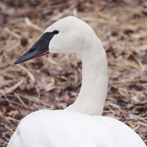Trumpeter Swan