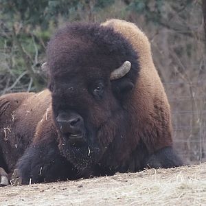 American Plains Bison 2