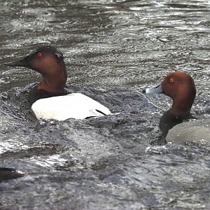 Canvasback and Redhead